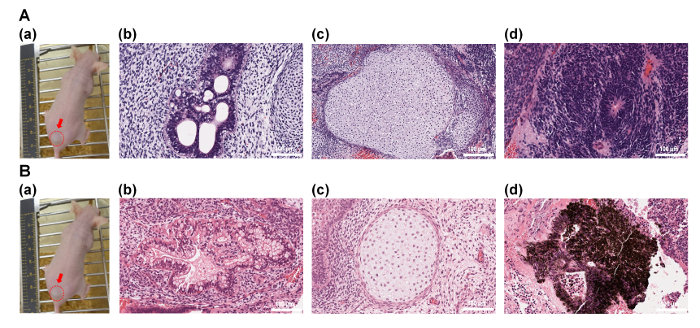 Histopathology analysis; diagrams of tissue samples from experimental pig study showing cellular structures.