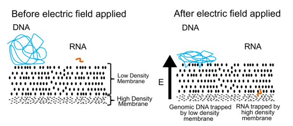 figure-introduction-1 DNA and RNA separation diagram via electric field; depicting genomic DNA and RNA trapping on membranes.