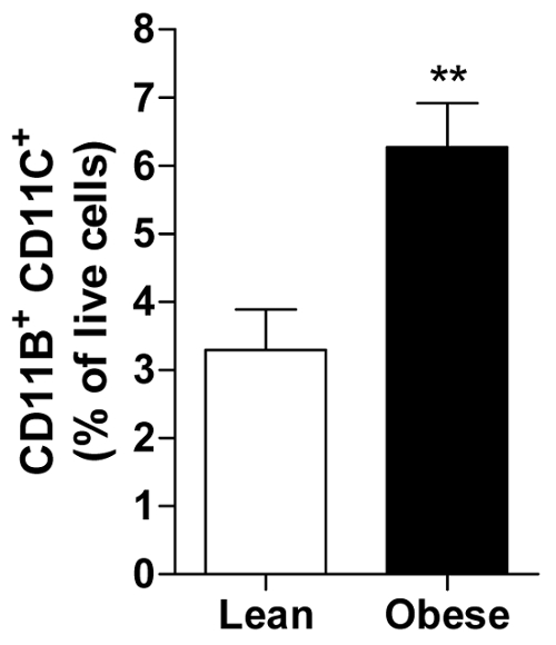 Bar graph; CD11B⁺CD11C⁺ cells comparison; lean vs obese; immune cell population analysis.