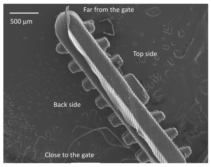 figure-results-3 Scanning electron microscope image of microstructure; labeled sections; size scale 500 µm.