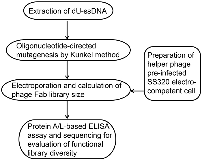 figure-results-1 Phage display process diagram, dU-ssDNA extraction to ELISA assay for library diversity evaluation.