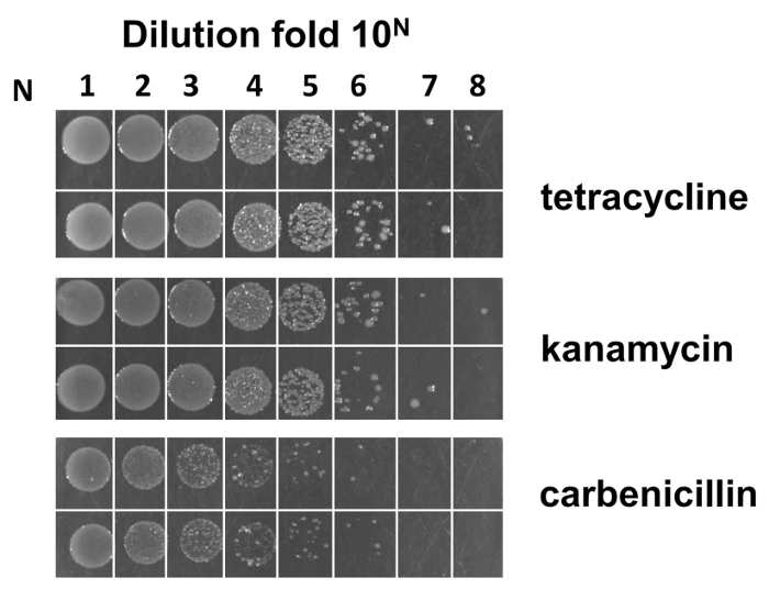 figure-results-4 Bacterial growth dilution series chart with tetracycline, kanamycin, carbenicillin antibiotic test.