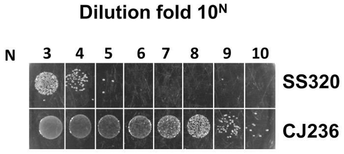 figure-results-5 Bacterial dilution experiment results, serial dilution chart, colony formation, SS320 and CJ236 strains.
