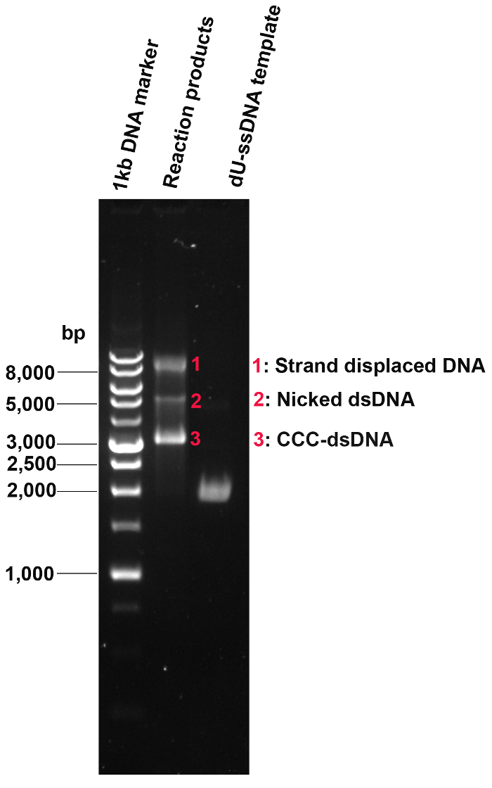 figure-results-6 DNA gel electrophoresis; diagram; strand displacement, nicked, CCC-dsDNA results; DNA separation.