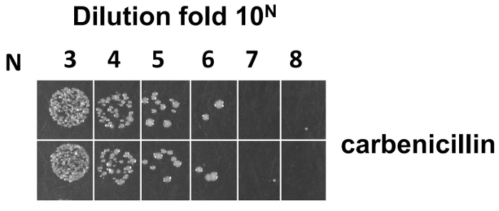 figure-results-7 Bacterial growth experiment, dilution 10^N, carbenicillin effect, dilution series results.