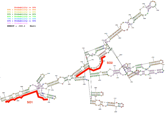 RNA secondary structure diagram with probability markers; visualized folding prediction with energy.