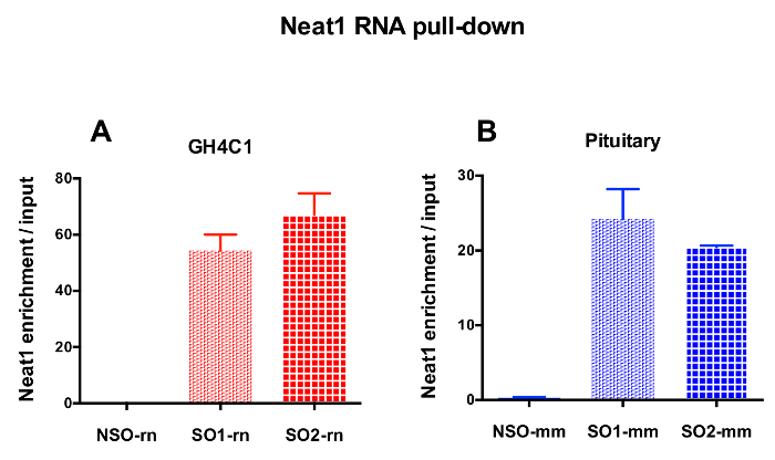 Bar chart comparing Neat1 RNA enrichment in GH4C1, pituitary samples; RNA pull-down results.