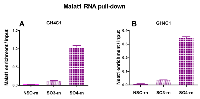 Malat1 RNA pull-down graph; RNA enrichment comparison; GH4C1 cell analysis; research data chart