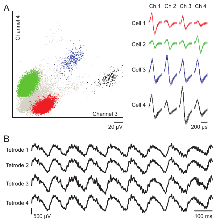 Neural spike sorting diagram; waveform visualization; tetrode recordings; multi-cell data analysis.