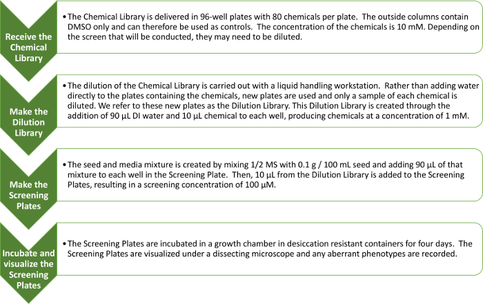 figure-introduction-1 Chemical screening workflow diagram: 96-well plate use; dilution, screening, incubation processes.