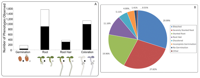 Plant growth analysis; bar chart & pie chart; phenotypes, germination, root development, coloration.