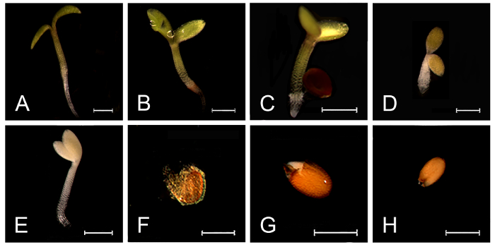 Seed germination stages in a diagram; developmental process; main view of seedling growth stages.