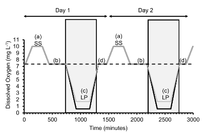 Dissolved oxygen fluctuation graph, time vs. oxygen levels, two-day period, compare SS and LP phases.