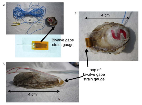 Bivalve gape strain gauge diagram, illustrating sensor setup for monitoring shell movement (4 cm scale).