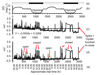 Oyster response to hypoxia diagram; mV data vs. time; spikes indicate shell opening/closing.
