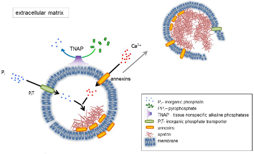 Extracellular matrix diagram; phosphate transport, annexins, Ca²⁺ binding, organic phosphate, TNAP.