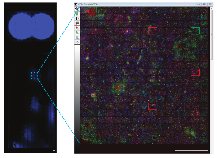 figure-results-8 Fluorescence microscopy diagram showing high-throughput screening for protein analysis.