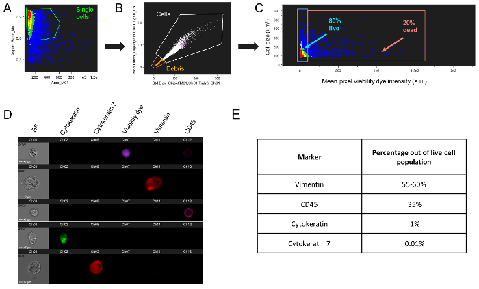 Flow cytometry analysis identifying single cells and debris, live/dead cell distributions; immunofluorescence and marker percentages table.