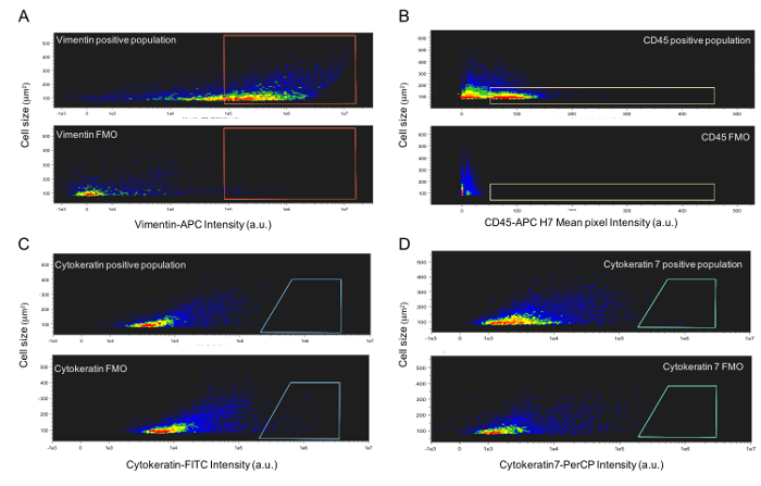 Flow cytometry analysis graphs; protein marker intensity vs. cell size; data on vimentin, CD45, cytokeratin.