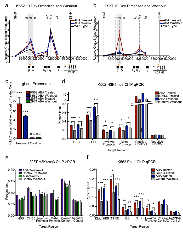 ChIP-qPCR analysis showing gene expression and cross-linking in K562 and 293T cells post-ABA washout.
