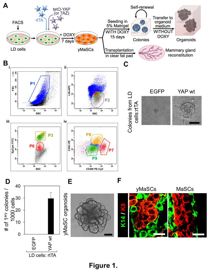 Flow cytometry and mammary stem cell organoid formation diagram; analysis of colony growth and differentiation.