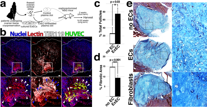 Ovarian tissue cryopreservation study, tissue staining, immunofluorescence analysis, statistical results.