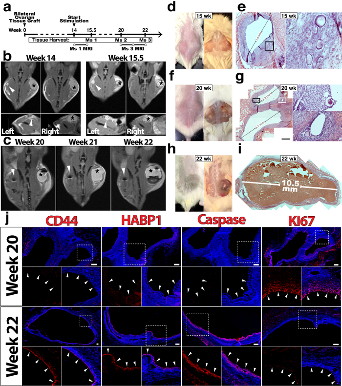 Bilateral ovarian graft study with MRI, histology, and protein expression analysis over 22 weeks.