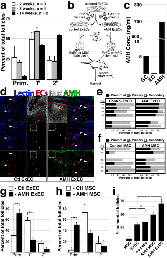 Follicle development analysis; bar graphs, diagrams, microscopy images; AMH impact; lentivirus method.