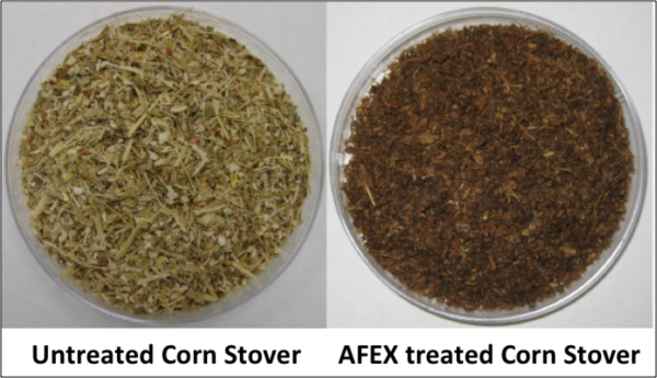 Untreated vs AFEX treated corn stover, biomass treatment comparison, biofuel research, petri dishes.
