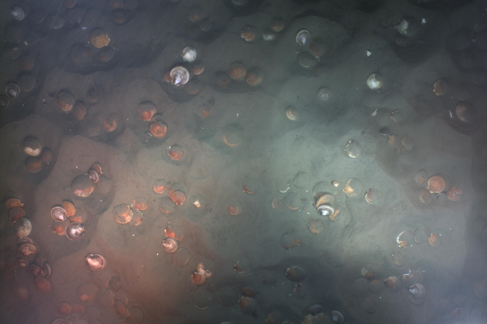 Seafloor with scattered shells, sediment composition, marine biodiversity study environmental analysis.