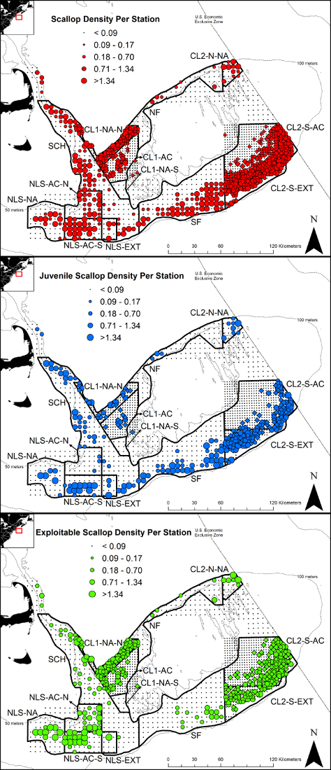 Scallop density maps; diagram showing density by station for adults, juveniles, exploitable, color-coded.