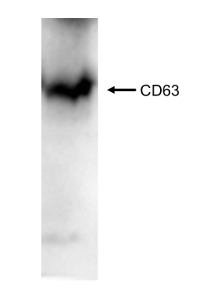 Western blot analysis showing CD63 protein band for protein detection and quantification.