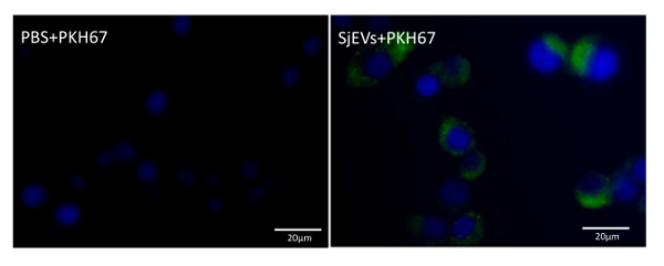 Microscopy image comparing PBS+PKH67 and SjEVs+PKH67 for labeling efficiency analysis.