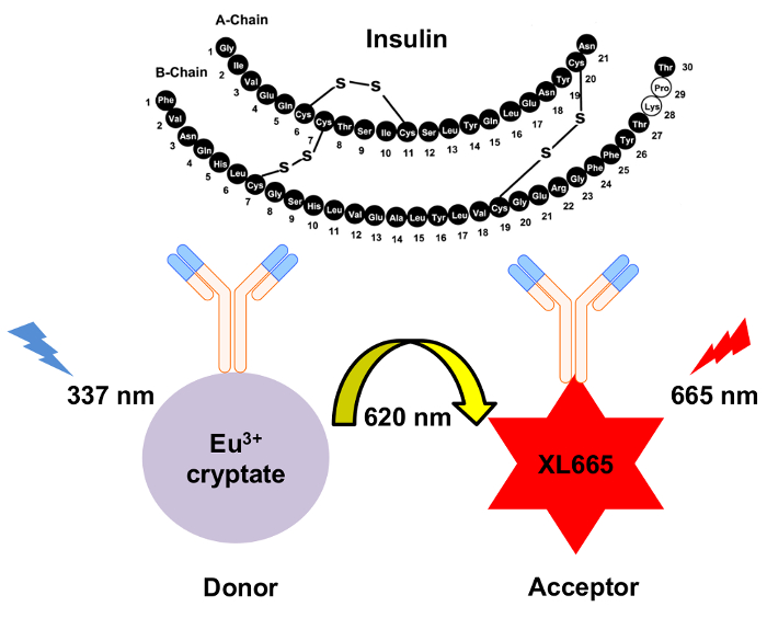 figure-introduction-1 Insulin structure with HTRF method diagram for luminescence resonance energy transfer analysis.
