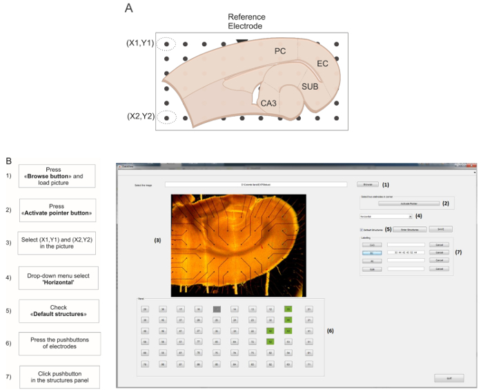 Hippocampal slice diagram with electrode placement and image software interface for data analysis.