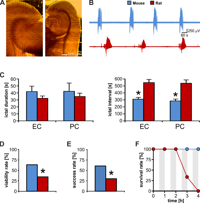Neurophysiology experiment; mouse and rat brain sections; electrophysiology data; comparative graphs.