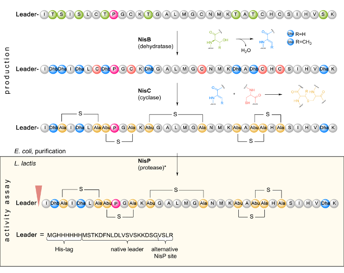 figure-protocol-1