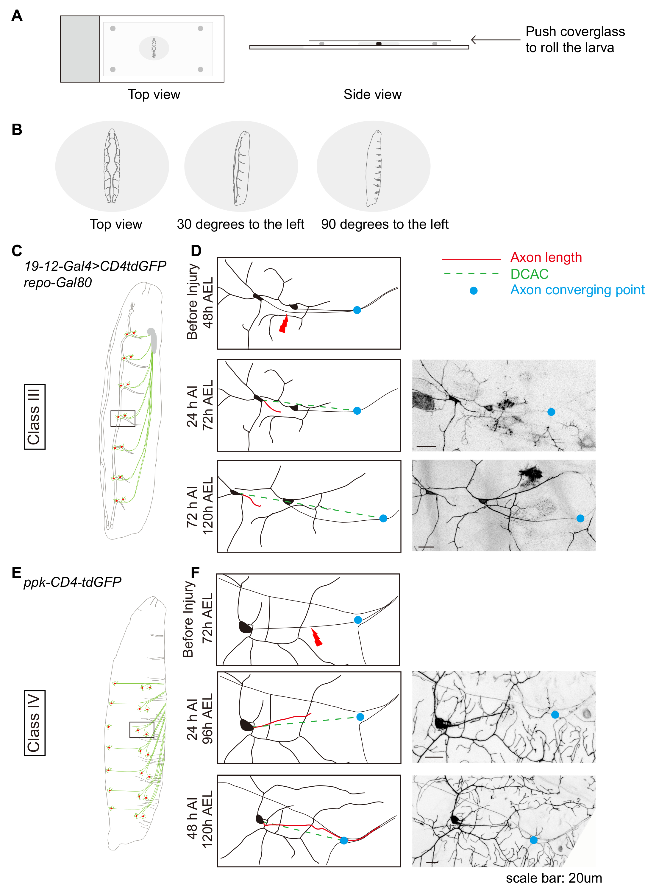 A Drosophila In Vivo Injury Model for Studying Neuroregeneration in the ...