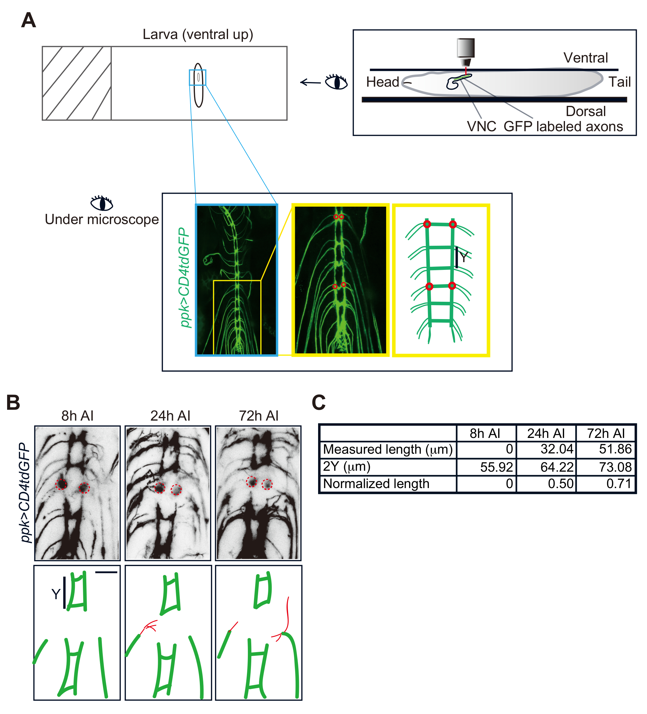 A Drosophila In Vivo Injury Model for Studying Neuroregeneration in the ...