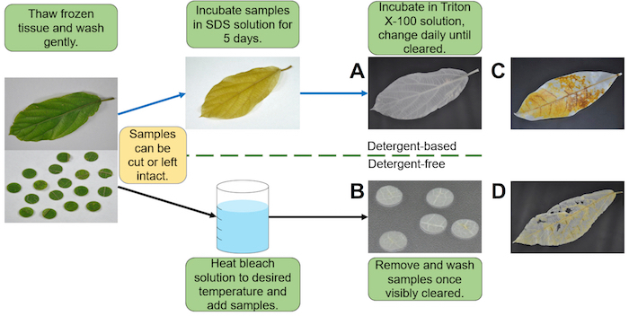 Leaf tissue clearing process diagram with SDS, Triton X-100, and bleach methods for visible results.