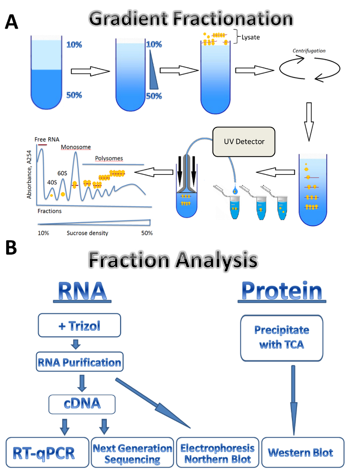 figure-results-1 Gradient fractionation diagram with UV detection for RNA purification and analysis flowchart.