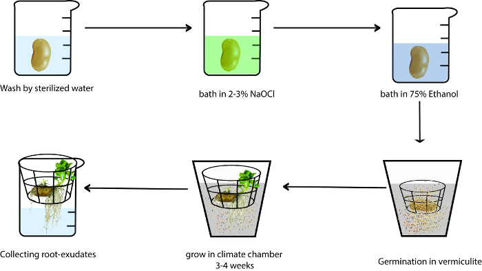 Seed germination process diagram, sterilization with NaOCl, ethanol, climate chamber growth.