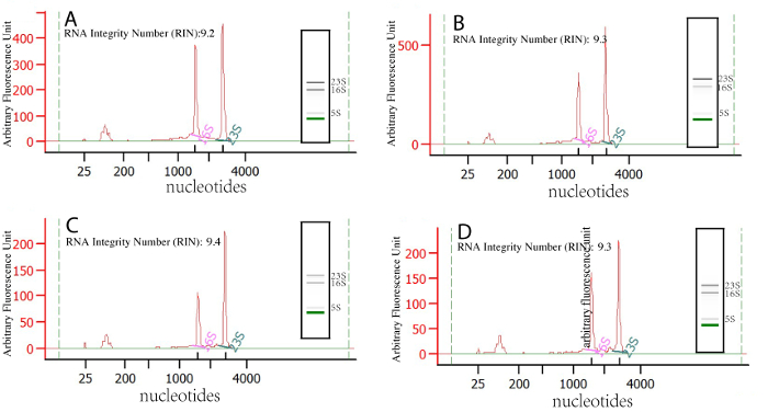 RNA integrity electropherogram charts, RNA samples A-D; RIN 9.2-9.4, nucleotide fluorescence analysis.