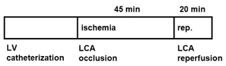 Ischemia and reperfusion diagram; LV catheterization, LCA occlusion and reperfusion procedure.