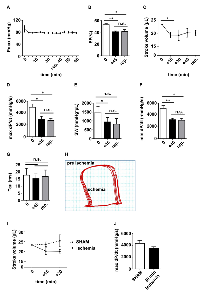 Cardiovascular function data; ischemia effect diagrams; stroke volume, EF, dP/dt analysis charts.