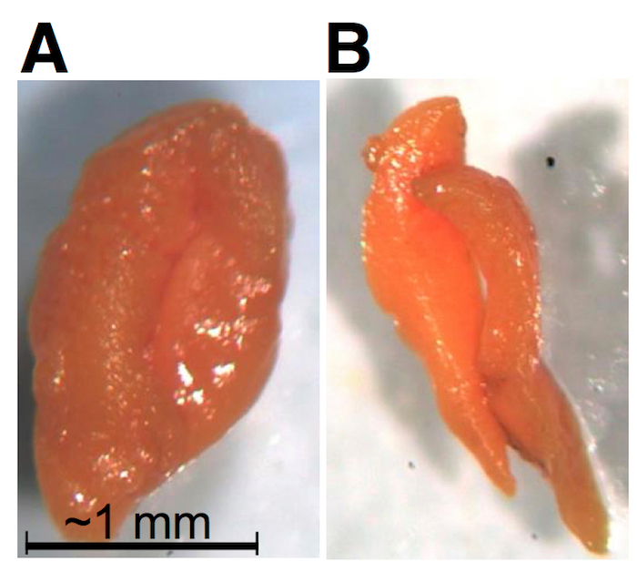 figure-results-14 Seeds development diagram; comparison at ~1 mm scale; microscopy for botanical studies.