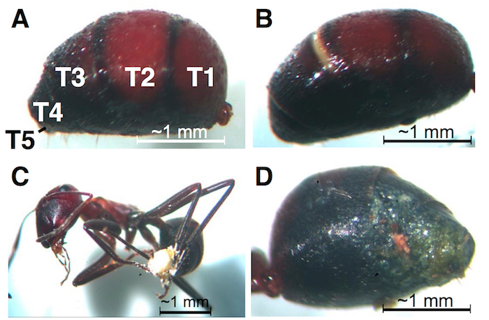 figure-results-2 Ant abdomen segmentation diagram with labeled tergites T1-T5; microscope analysis at 1 mm scale.