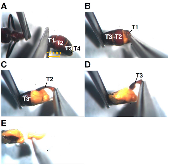 figure-results-3 Insect abdomen dissection process, microscope image, tool identification, labeled segments T1-T4.