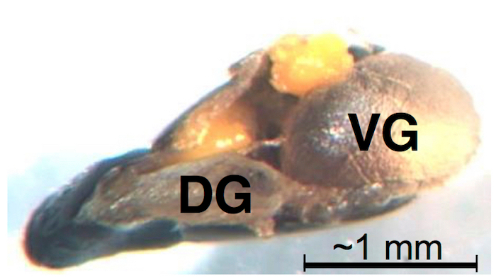 figure-results-4 Micrographic image of dissected Drosophila anatomy showing glands (DG) and vesicle (VG), labeled.