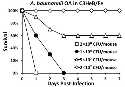 Survival analysis of A. baumannii infection in C3HeB/Fe mice, line graph, CFU variation over time.